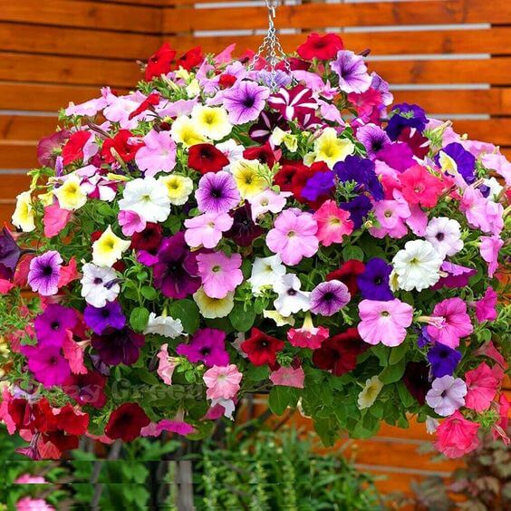 Mix Petunia Flower seeds for Planting - Sun Loving, Heirloom & GMO Free Seeds for Home Garden