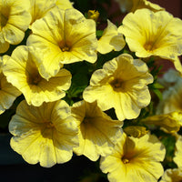 Yellow Petunia Seeds for Planting - Brighten Your Garden with Cheerful Blooms!
