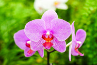Butterfly Orchid Flower seeds for Planting - Bright Blooms, Heirloom & GMO Free Seeds for Home Garden
