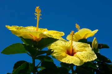 Yellow Blue Hibiscus Flower Seeds Drought Tolerant Heirloom & GMO Free Seeds for Home Garden
 
 Sale