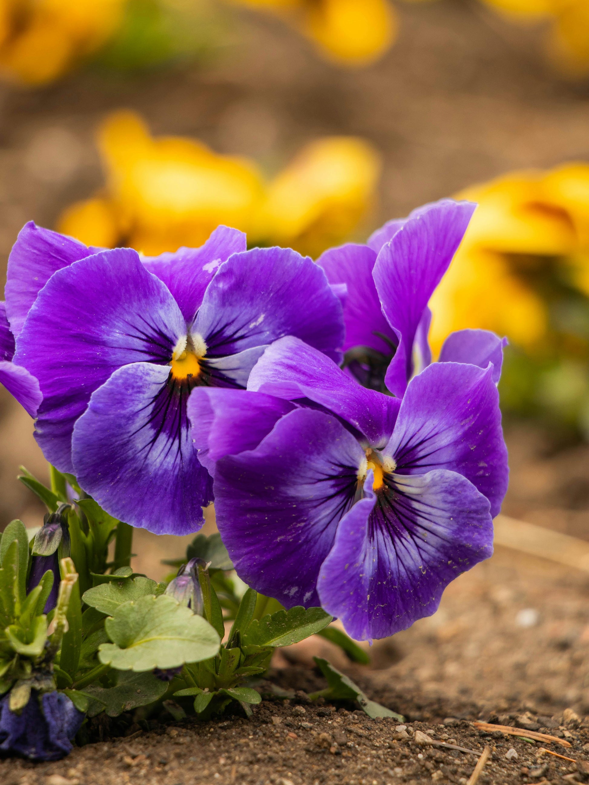 Purple Pansy Flower Seeds for Planting Easy to Grow Heirloom & GMO Free Seeds for Home Garden
 
 Sale