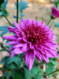 Purple Chrysanthemum Flower seeds for Planting - Bright Blooms, Heirloom & GMO Free Seeds for Home Garden