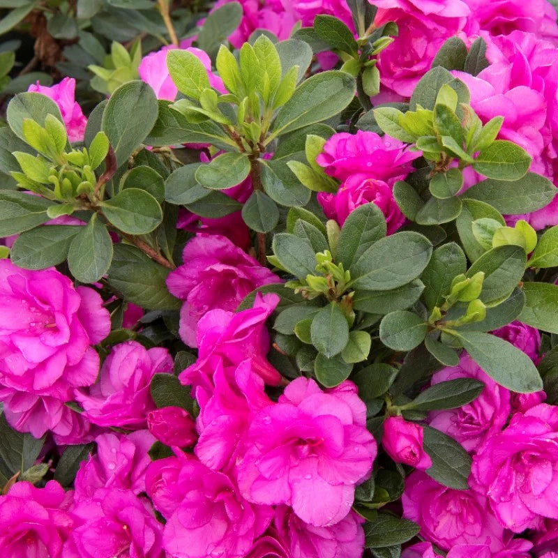 Pink Green Azalea Flower seeds for Planting Cut Flower Favorite Heirloom & GMO Free Seeds for Home Garden