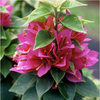 Pink Bougainvillea Flower seeds for Planting - Seasonal Bloomer, Heirloom & GMO Free Seeds for Home Garden