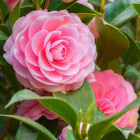 Camellia Flower seeds for Planting - Hardy Variety, Heirloom & GMO Free Seeds for Home Garden