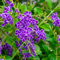 Duranta Erecta Flower seeds for Planting Cottage Garden Essential Heirloom & GMO Free Seeds for Home Garden 
 
 Sale