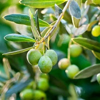 Mediterranean olive tree foliage with graceful branches in a sunny garden.
