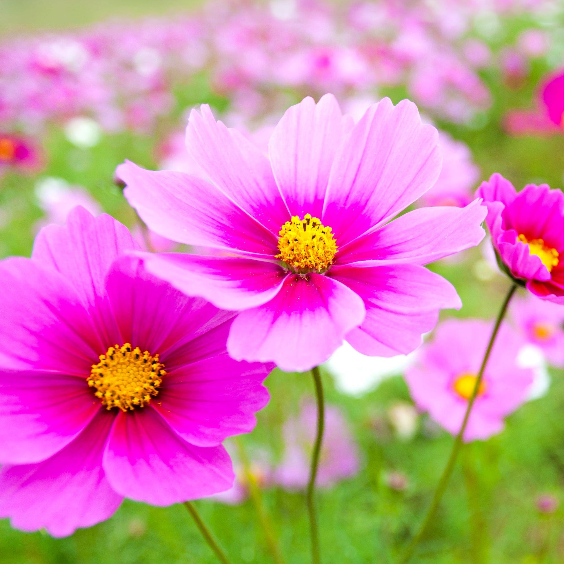 Compact Pink Dwarf Cosmos flowers blooming in an outdoor garden border.