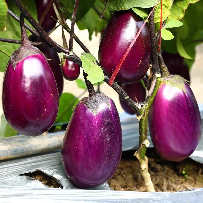 Dwarf Eggplant Seeds for Planting – Patio Container Eggplant Heirloom Non-GMO Vegetable Seeds