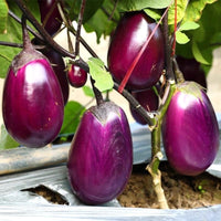 Dwarf Eggplant Seeds for Planting – Patio Container Eggplant Heirloom Non-GMO Vegetable Seeds