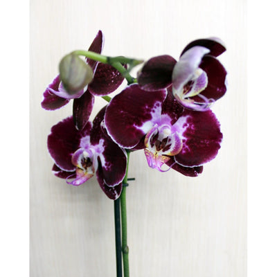 100 Pcs
