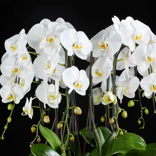 Orange White Phalaenopsis Orchid Flower Seeds for Planting Bright Blooms Heirloom & GMO Free Seeds for Home Garden
 
 Sale