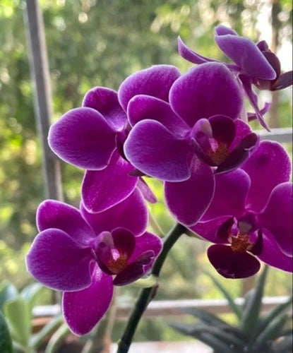 Purple Butterfly Orchid Seeds Flower seeds for Planting - Colorful Display, Heirloom & GMO Free Seeds for Home Garden