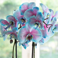 Phalaenopsis orchid growing in a decorative indoor planter with lush foliage.
