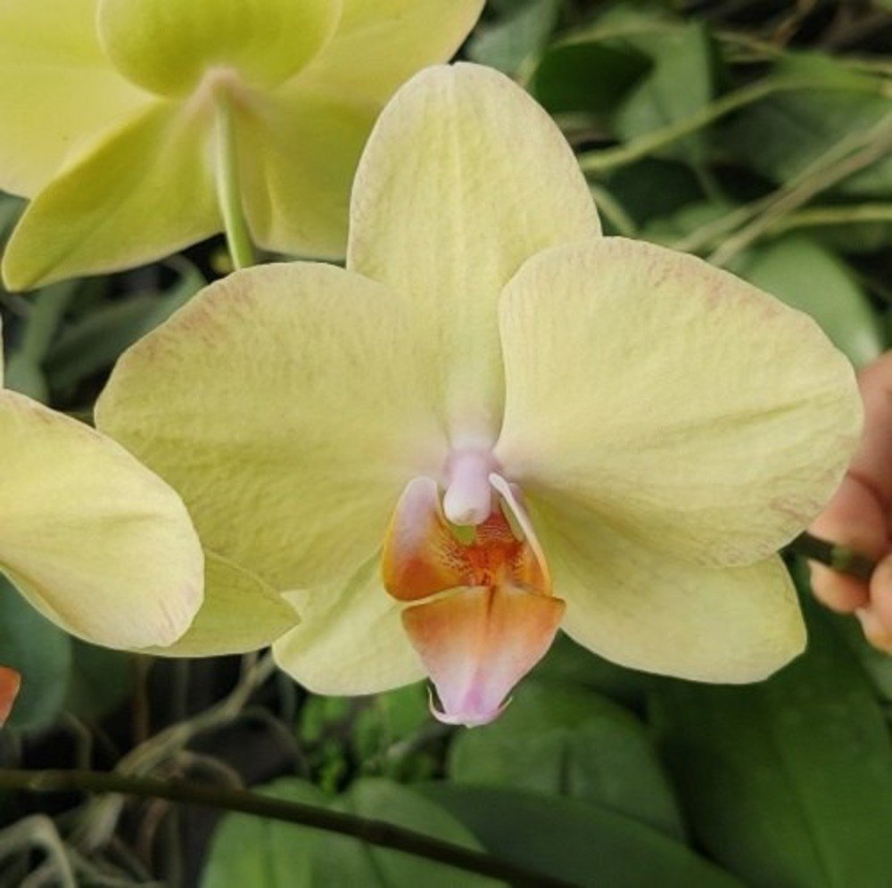 Pale Green Phalaenopsis Orchid Flower seeds for Planting - Drought Tolerant, Heirloom & GMO Free Seeds for Home Garden