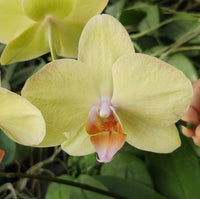 Pale Green Phalaenopsis Orchid Flower seeds for Planting - Drought Tolerant, Heirloom & GMO Free Seeds for Home Garden