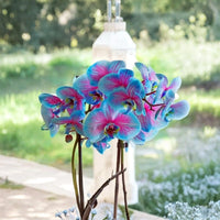 Phalaenopsis orchid seeds for planting in indoor gardens and containers.