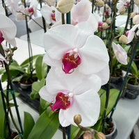 White Butterfly Orchid Flower seeds for Planting - Long Bloom Season, Heirloom & GMO Free Seeds for Home Garden