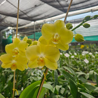 Pale Green Phalaenopsis Orchid Flower seeds for Planting - Drought Tolerant, Heirloom & GMO Free Seeds for Home Garden