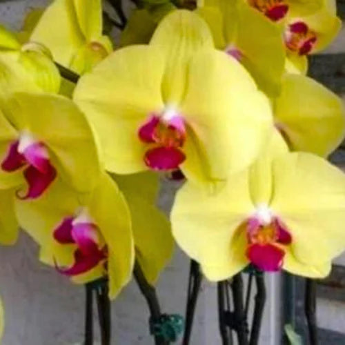 Red Yellow Phalaenopsis Flower Seeds for Planting Low Maintenance Heirloom & GMO Free Seeds for Home Garden
 
 Sale