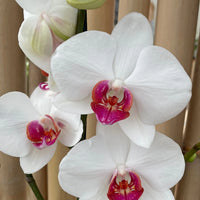 White Phalaenopsis Orchid Flower Seeds, Flower seeds for Planting Easy to Grow Heirloom & GMO Free Seeds for Home Garden