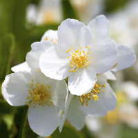 White Philadelphus Coronarius Flower seeds for Planting Easy to Grow Heirloom & GMO Free Seeds for Home Garden 
 
 Sale