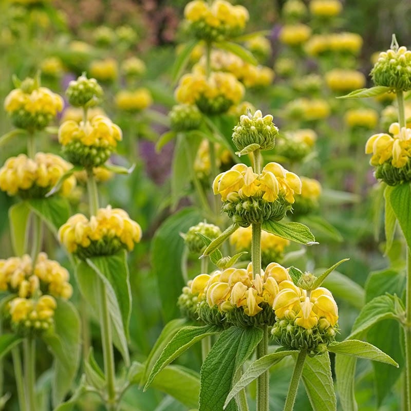 Jerusalem Sage Yellow Flower seeds for Planting - Drought Tolerant, Heirloom & GMO Free Seeds for Home Garden