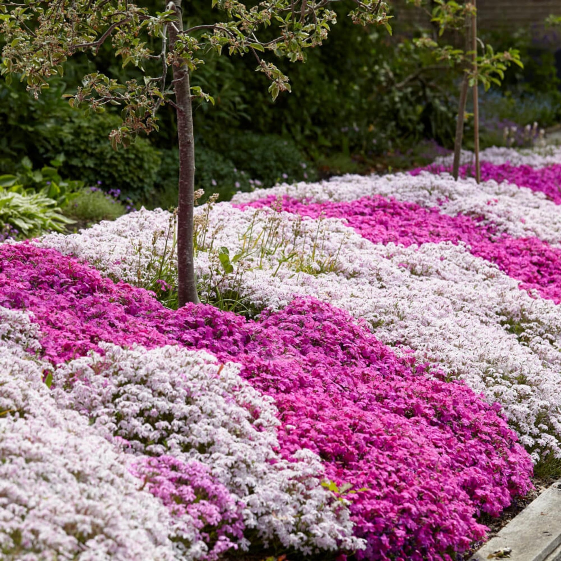 Phlox subulata flower seeds suitable for borders, slopes, and containers.