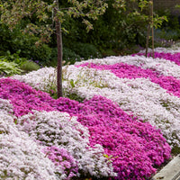 Phlox subulata flower seeds suitable for borders, slopes, and containers.