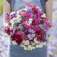 Tall Phlox Mix Roots for Garden Beds, Borders, Pollinator Gardens & Outdoor Landscapes