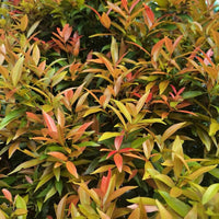 Photinia serrulata ornamental tree seeds suitable for hedges and landscape borders.