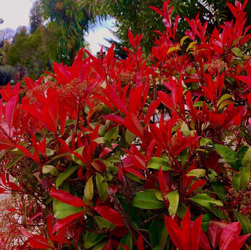 Red Photinia Flower seeds for Planting - Bright Blooms, Heirloom & GMO Free Seeds for Home Garden
 
 Sale seeds for planting in home garden