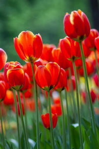 Tulip Flower seeds for Planting - Hardy Variety, Heirloom & GMO Free Seeds for Home Garden
