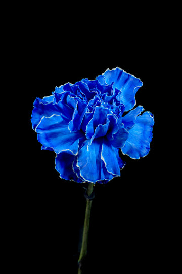 Dianthus Caryophyllus Seeds - Dark Blue Flower Seeds for Planting