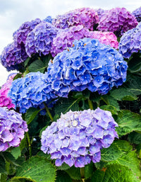 Blue,Pink,Purple Hydrangea Flower seeds for Planting - Shade Tolerant, Heirloom & GMO Free Seeds for Home Garden