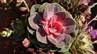 Pink Green Succulent Flower Seeds for Garden Shade Tolerant Heirloom & GMO Free Seeds for Home Garden
 
 Sale