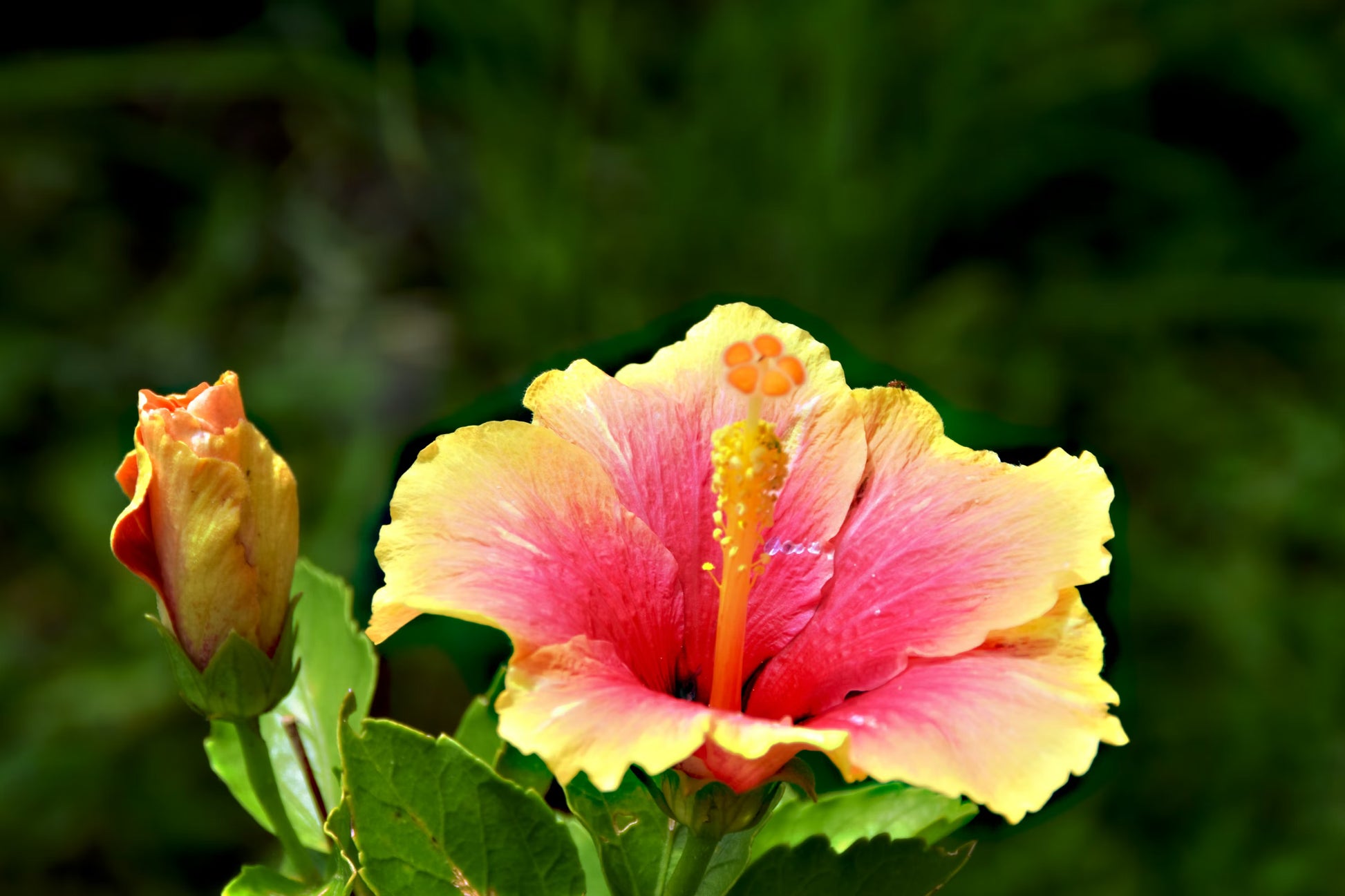 Pink Yellow Hibiscus Flower seeds for Planting - Shade Tolerant, Heirloom & GMO Free Seeds for Home Garden