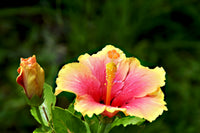 Pink Yellow Hibiscus Flower seeds for Planting - Shade Tolerant, Heirloom & GMO Free Seeds for Home Garden