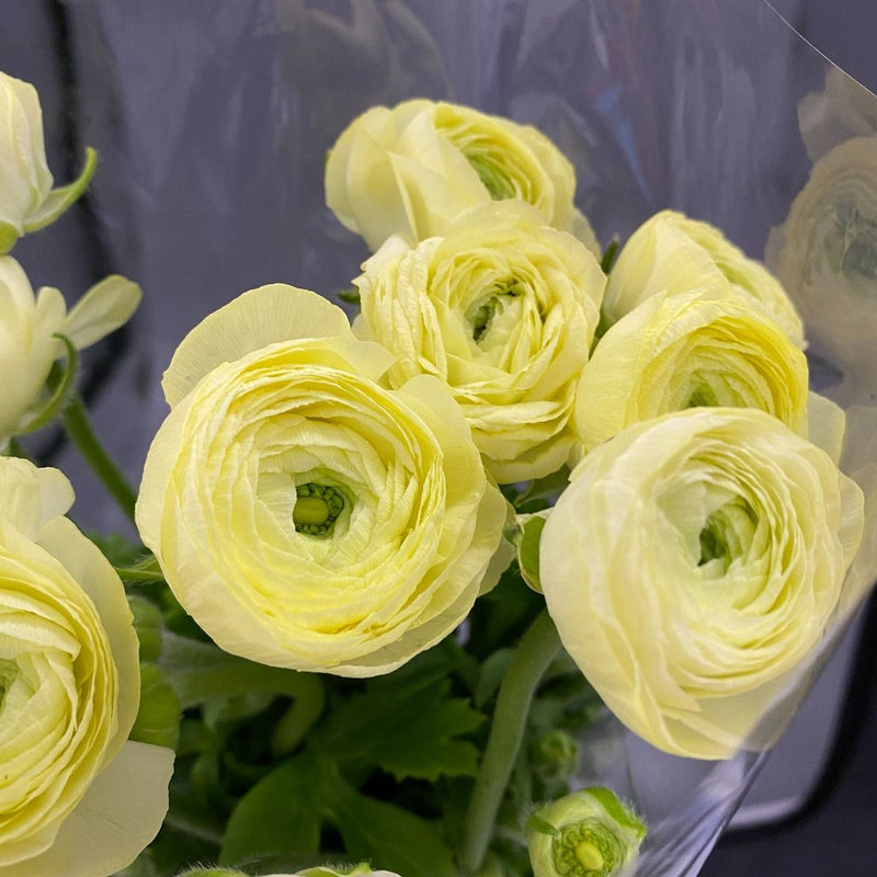 Light (Light Yellow) seeds for planting in home garden