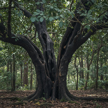 African Blackwood Seeds for Planting – Heirloom & Non-GMO Timber Tree Seeds