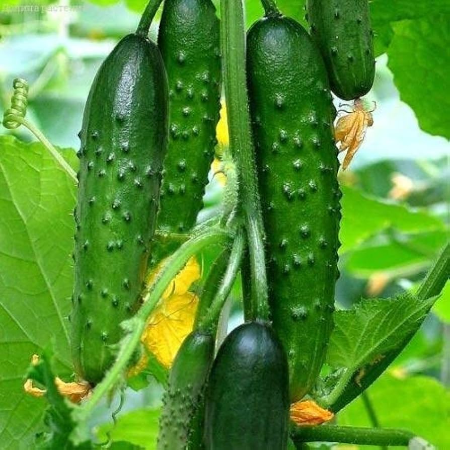 Fresh green cucumbers hanging from thriving garden vines.