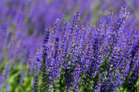 Purple Perennial Flower seeds for Planting Colorful Display Heirloom & GMO Free Seeds for Home Garden