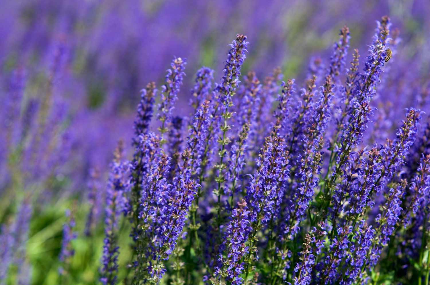 Purple Fragrant Flower seeds for Planting Drought Tolerant Heirloom & GMO Free Seeds for Home Garden 
 
 Sale
