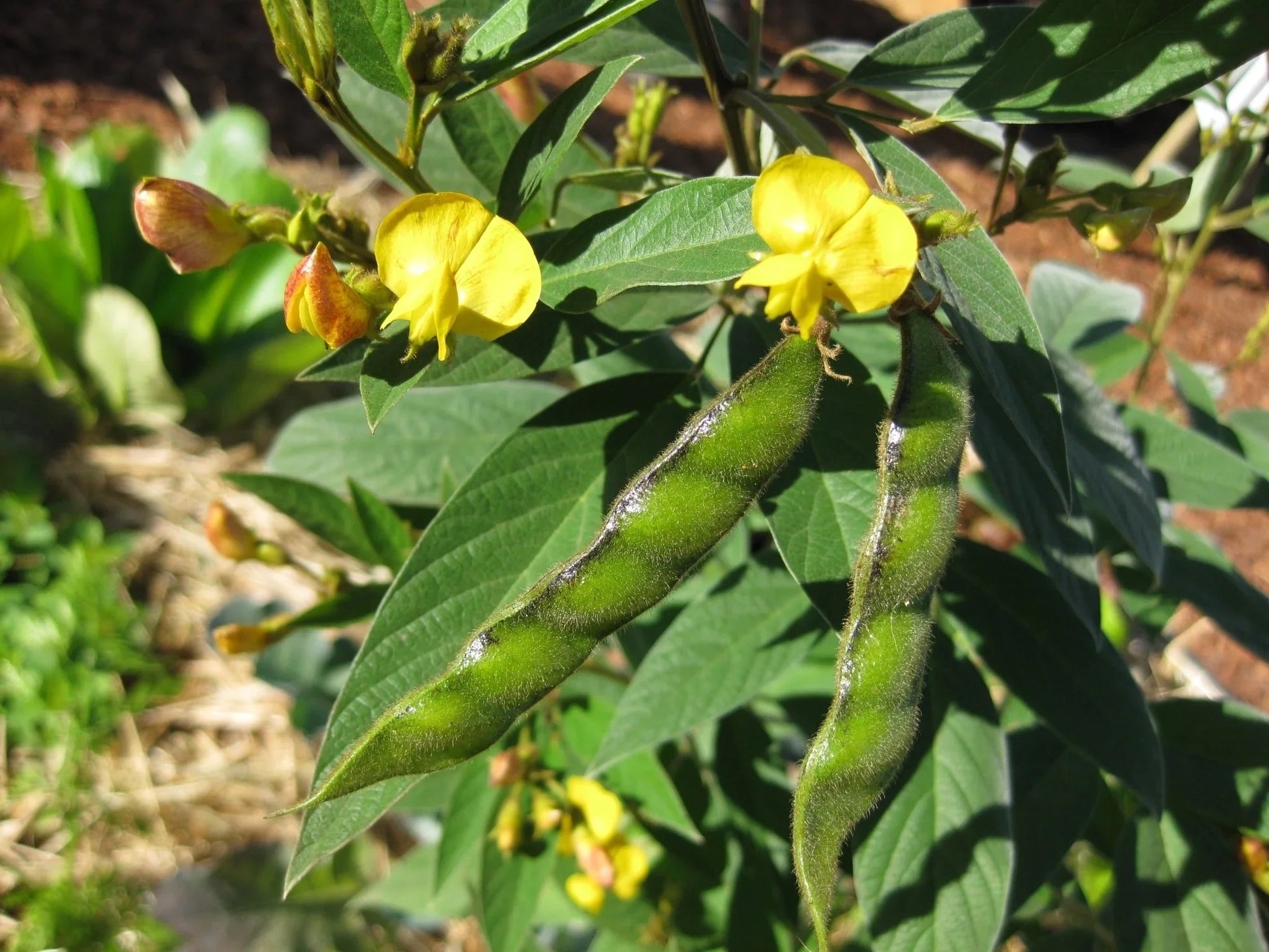 Heirloom pigeon pea vegetable seeds for planting in home gardens and containers.