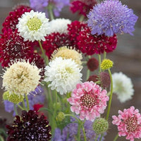 Pincushion Flower Scabiosa Mix seeds for garden planting