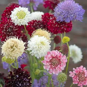 Pincushion Flower Scabiosa Mix seeds for garden planting