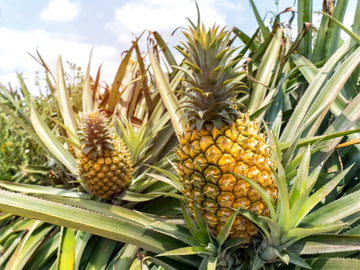 Pineapple fruit seeds for planting in home gardens and containers.