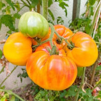 Pineapple Heirloom Tomato Seeds for Planting