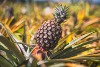 Pineapple seeds for growing tropical fruit plants in outdoor and container gardens.
