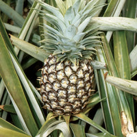 Pineapple (Ananas comosus) seeds for planting in home gardens and containers.